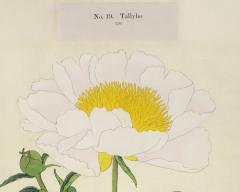 Tally Ho Japanese Peony - 2081155