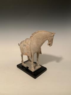 Tang Dynasty Horse - 1916386