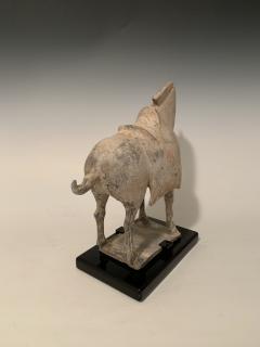 Tang Dynasty Horse - 1916387