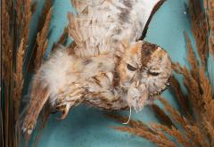 Tawny owl in flight - 4155474