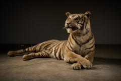 Taxidermy Bengal Tiger Reclining Display - 4508494