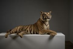 Taxidermy Bengal Tiger Reclining Display - 4508495