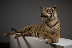 Taxidermy Bengal Tiger Reclining Display - 4508497