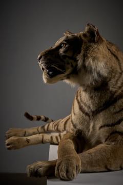 Taxidermy Bengal Tiger Reclining Display - 4508498