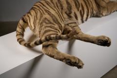 Taxidermy Bengal Tiger Reclining Display - 4508499