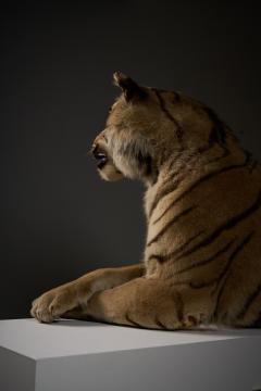 Taxidermy Bengal Tiger Reclining Display - 4508501