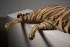 Taxidermy Bengal Tiger Reclining Display - 4508502