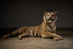 Taxidermy Bengal Tiger Reclining Display - 4508503