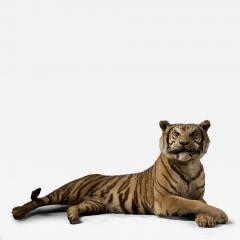 Taxidermy Bengal Tiger Reclining Display - 4508719