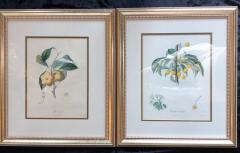 Ten Hand Colored Color Stipple Engravings from Traite Des Arbres Fruitiers - 2970182