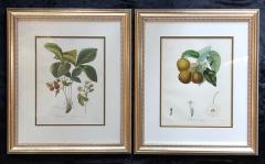 Ten Hand Colored Color Stipple Engravings from Traite Des Arbres Fruitiers - 2970186