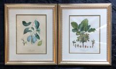 Ten Hand Colored Color Stipple Engravings from Traite Des Arbres Fruitiers - 2970188