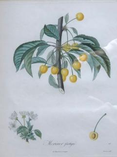 Ten Hand Colored Color Stipple Engravings from Traite Des Arbres Fruitiers - 2970191