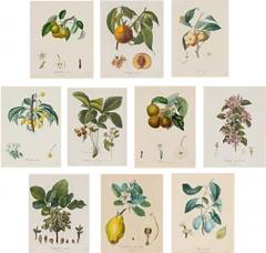 Ten Hand Colored Color Stipple Engravings from Traite Des Arbres Fruitiers - 2970897