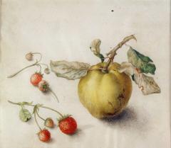 Teresa Berenice Vitelli A Peach with Two Strawberry Vines - 175568