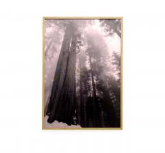 Tine Semb Can Not Be Pictured OH NO OH NO The Sequoias large print by Tine Semb - 2291930