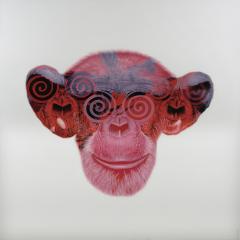 Tony South Hypno - 3015590
