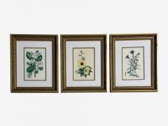 Traditional Wall Decor Framed Floral Botanicals Giltwood Frame 19th c  - 4587742