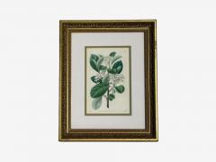 Traditional Wall Decor Framed Floral Botanicals Giltwood Frame 19th c  - 4587743