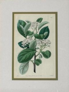 Traditional Wall Decor Framed Floral Botanicals Giltwood Frame 19th c  - 4587744