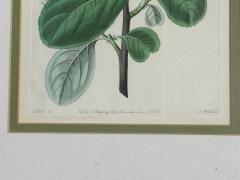 Traditional Wall Decor Framed Floral Botanicals Giltwood Frame 19th c  - 4587745