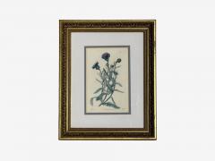 Traditional Wall Decor Framed Floral Botanicals Giltwood Frame 19th c  - 4587746