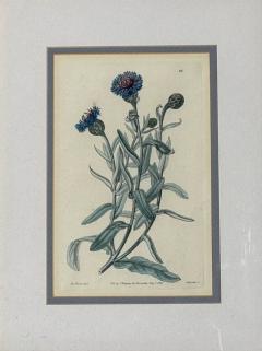 Traditional Wall Decor Framed Floral Botanicals Giltwood Frame 19th c  - 4587747