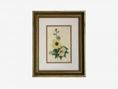 Traditional Wall Decor Framed Floral Botanicals Giltwood Frame 19th c  - 4587749