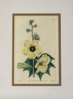 Traditional Wall Decor Framed Floral Botanicals Giltwood Frame 19th c  - 4587750