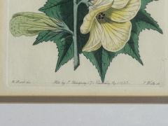 Traditional Wall Decor Framed Floral Botanicals Giltwood Frame 19th c  - 4587751