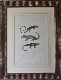 Trio of G W Knorr Zoological Engravings - 2010058