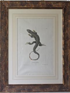 Trio of G W Knorr Zoological Engravings - 2010075