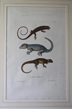 Trio of G W Knorr Zoological Engravings - 2010083