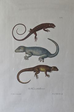 Trio of G W Knorr Zoological Engravings - 2010394