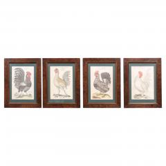 Turn of the Century German Cockerel Prints in Burr Walnut Frames Set of Four - 3604311