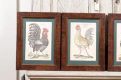 Turn of the Century German Cockerel Prints in Burr Walnut Frames Set of Four - 3604346