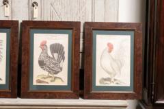 Turn of the Century German Cockerel Prints in Burr Walnut Frames Set of Four - 3604348