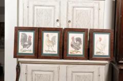 Turn of the Century German Cockerel Prints in Burr Walnut Frames Set of Four - 3604349