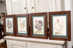 Turn of the Century German Cockerel Prints in Burr Walnut Frames Set of Four - 3604417