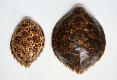 Two 19th Century Hawksbill Turtle Carapaces or Shells - 2899650
