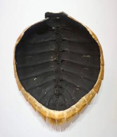 Two 19th Century Hawksbill Turtle Carapaces or Shells - 2899653
