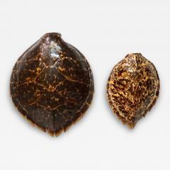 Two 19th Century Hawksbill Turtle Carapaces or Shells - 2901868