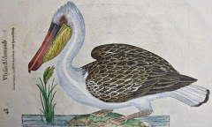 Ulisse Aldrovandi A 16th 17th Century Hand colored Engraving of a Pelican Bird by Aldrovandi - 2753723
