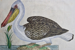 Ulisse Aldrovandi A 16th 17th Century Hand colored Engraving of a Pelican Bird by Aldrovandi - 2753730