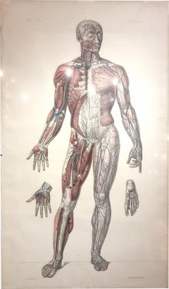 Vascular System by Doctor Bourgery and artist Jacob - 794977