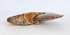 Very Large Ancient Prehistoric Ammonite Fossil Specimen - 4599488