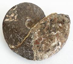 Very Large Ancient Prehistoric Ammonite Fossil Specimen - 4599489