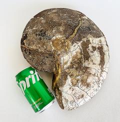 Very Large Ancient Prehistoric Ammonite Fossil Specimen - 4599490