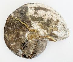 Very Large Ancient Prehistoric Ammonite Fossil Specimen - 4601839