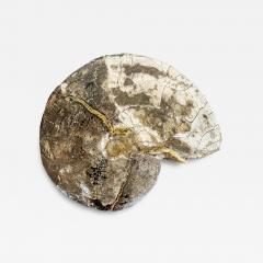 Very Large Ancient Prehistoric Ammonite Fossil Specimen - 4601859